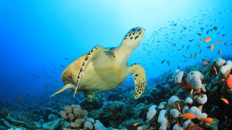 Plongée en Guadeloupe