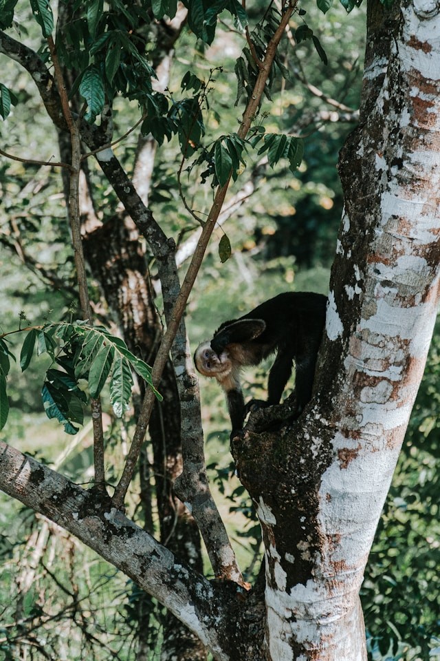 singes hurleurs costa rica