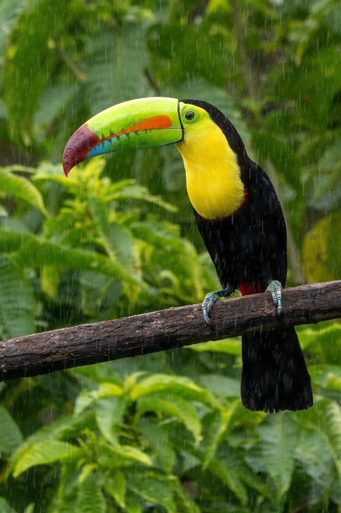 toucan costa rica